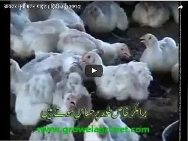 ब्रायलर-मुर्गीपालन