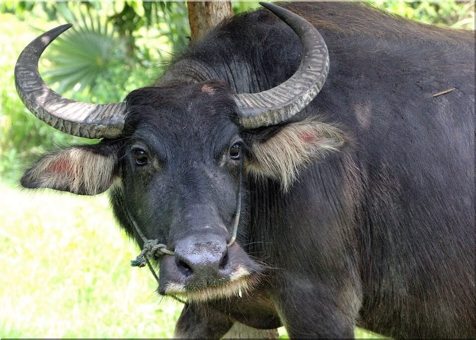 भैंस के प्रसूतिकाल के रोग