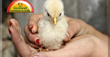 Day old chicks
