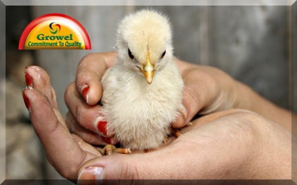 Day Old Chicks Buying Guide | Growel Agrovet