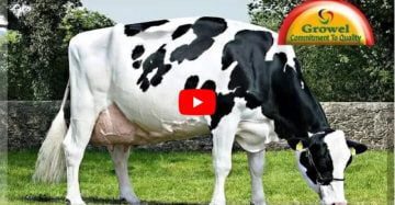 Commercial Dairy Farming