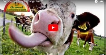 commercial dairy