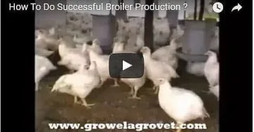 Successful Broiler Production
