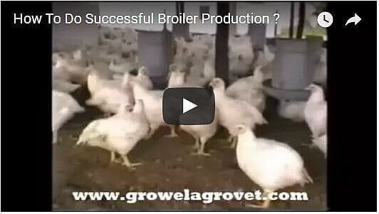 Successful Broiler Production