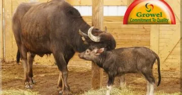 गाभिन भैंसों की देखभाल