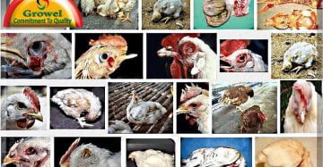 Poultry-Diseases