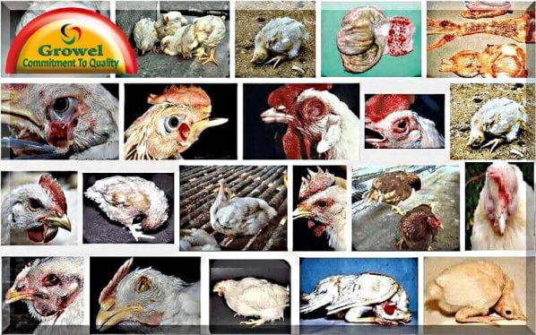 Poultry-Diseases