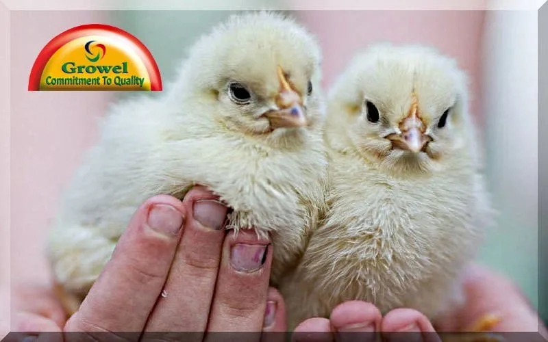 ब्रायलर-मुर्गीपालन