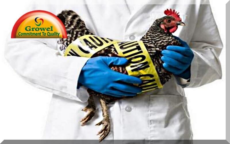 मुर्गीपालन में बायोसिक्योरिटी