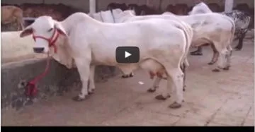 गाय पालन