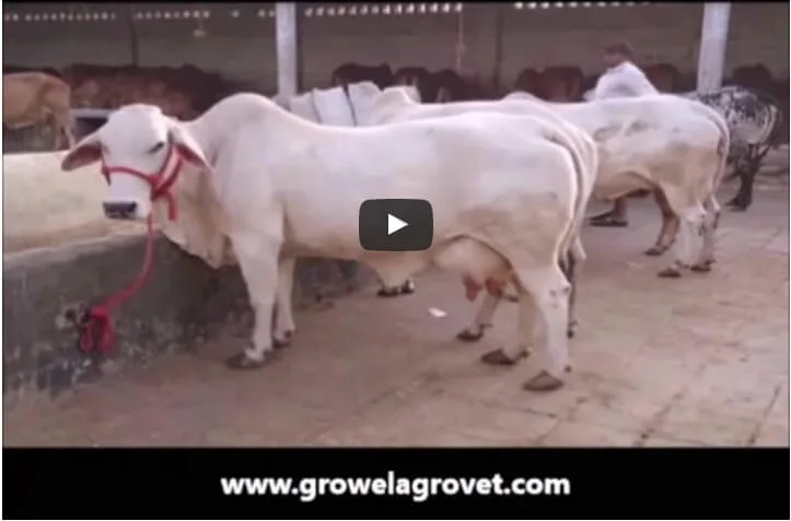 गाय-पालन-कैसे-करें