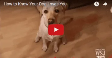 Know Your Dog