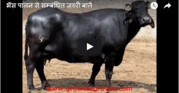 भैंस पालन से सम्बंधित जरुरी बातें