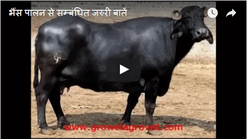 Buffalo-Farming
