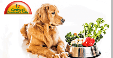 Dog Nutrition Supplements