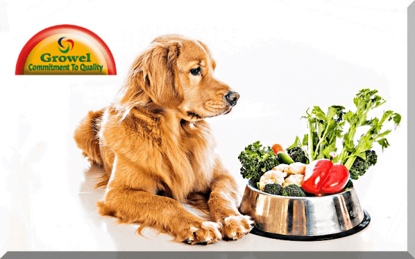 Dog Nutrition Supplements