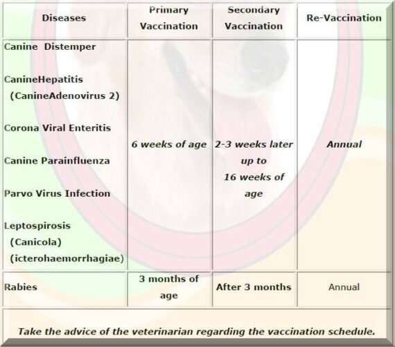 Dog Diseases and Health Problems - Growel Agrovet Private Limited