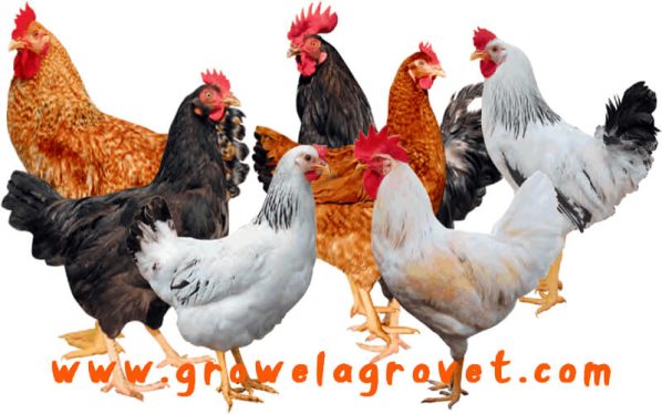 poultry medicine chart