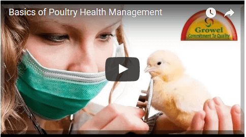 Basics Of Poultry Health Management – Growel Agrovet