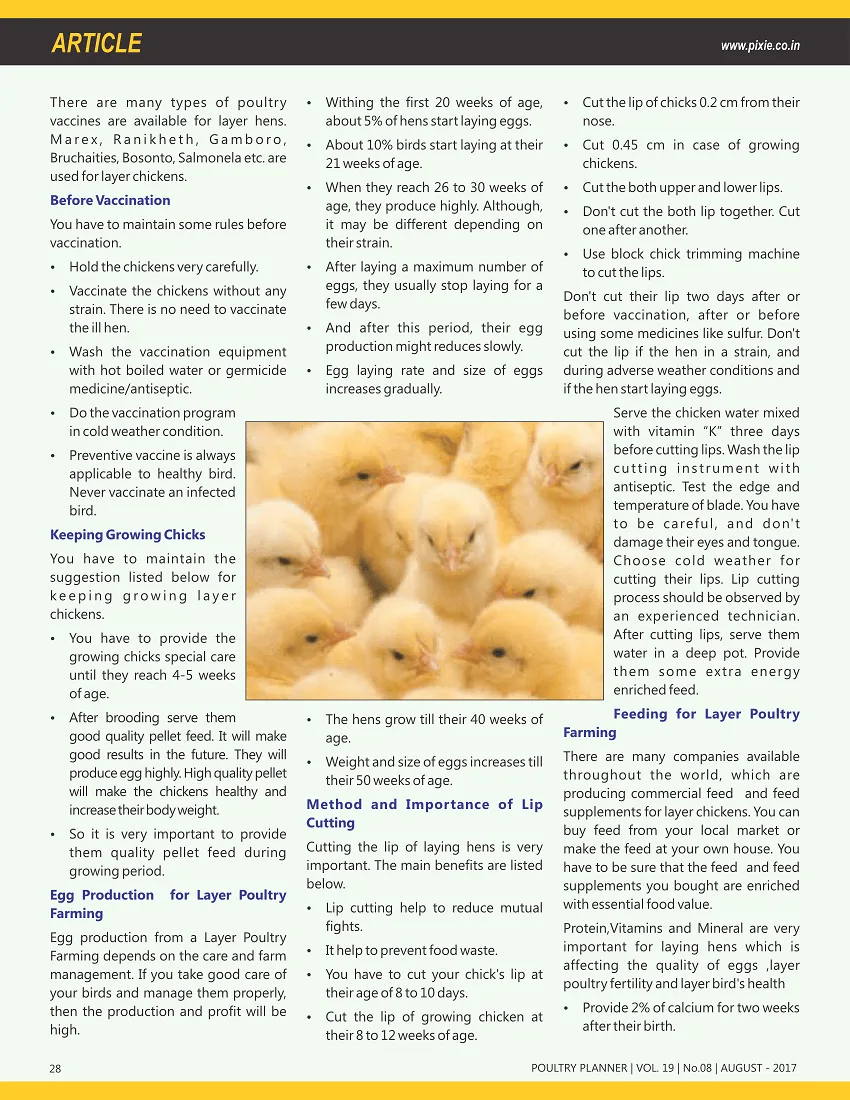 Layer Poultry Farming