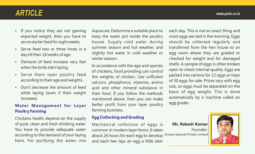 Layer Poultry Farming