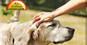 Dog Digestive Problems