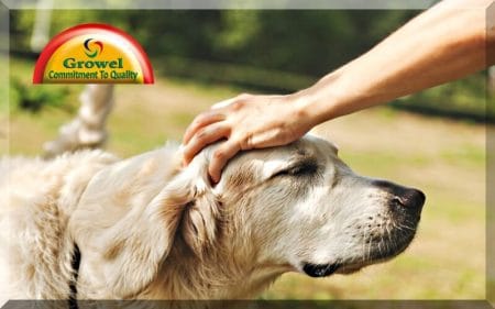 Dog Digestive Problems