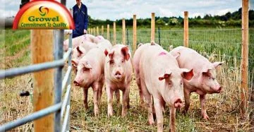 Pig Farming Guide