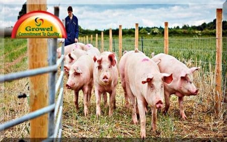 Pig Farming Guide