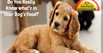 Proteins ,Vitamins & Minerals for Dog