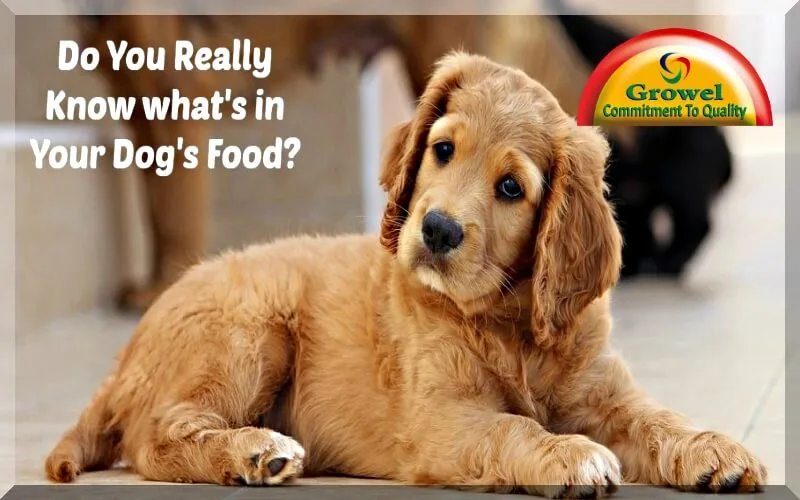 Proteins-Vitamins-Minerals-for-Dog