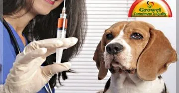 Vaccinations for Dogs