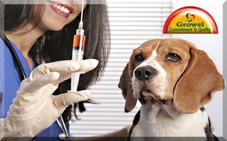 Vaccinations for Dogs