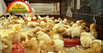 Broiler Brooding Management Practice