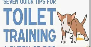 How To Give A Toilet Training To Dogs