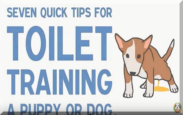 How To Give A Toilet Training To Dogs