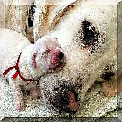 Pet Care