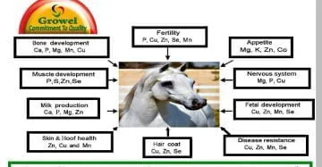 Minerals for Horse Nutrition