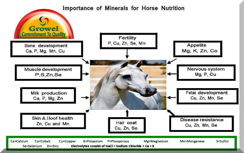 Importance of Minerals for Horse Nutrition – Growel Agrovet