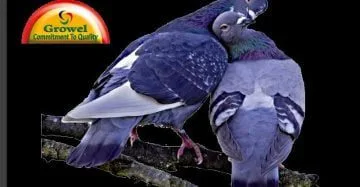 Pigeon Caring
