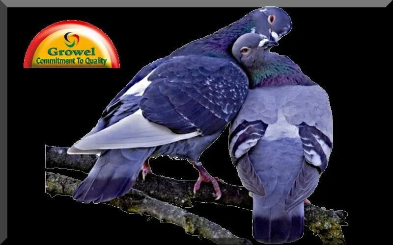Pigeon-Caring