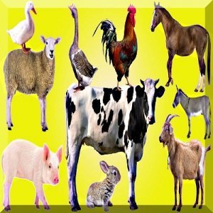 Veterinary Guide – Growel Agrovet