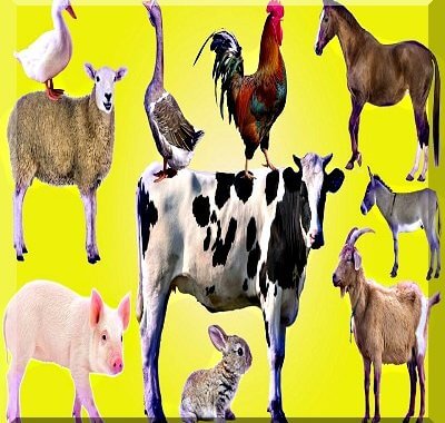 Veterinary Guide – Growel Agrovet