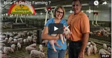 pig farming