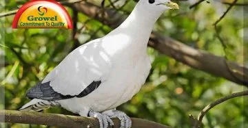 pigeon healthcare