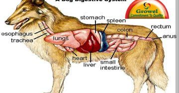 Dog digestive system