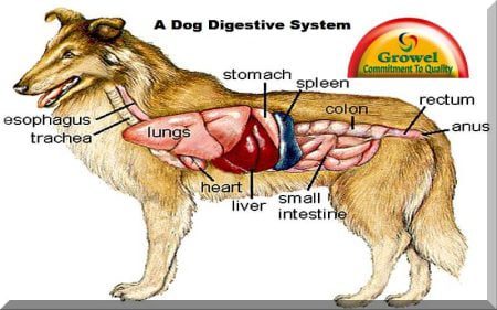 Dog digestive system