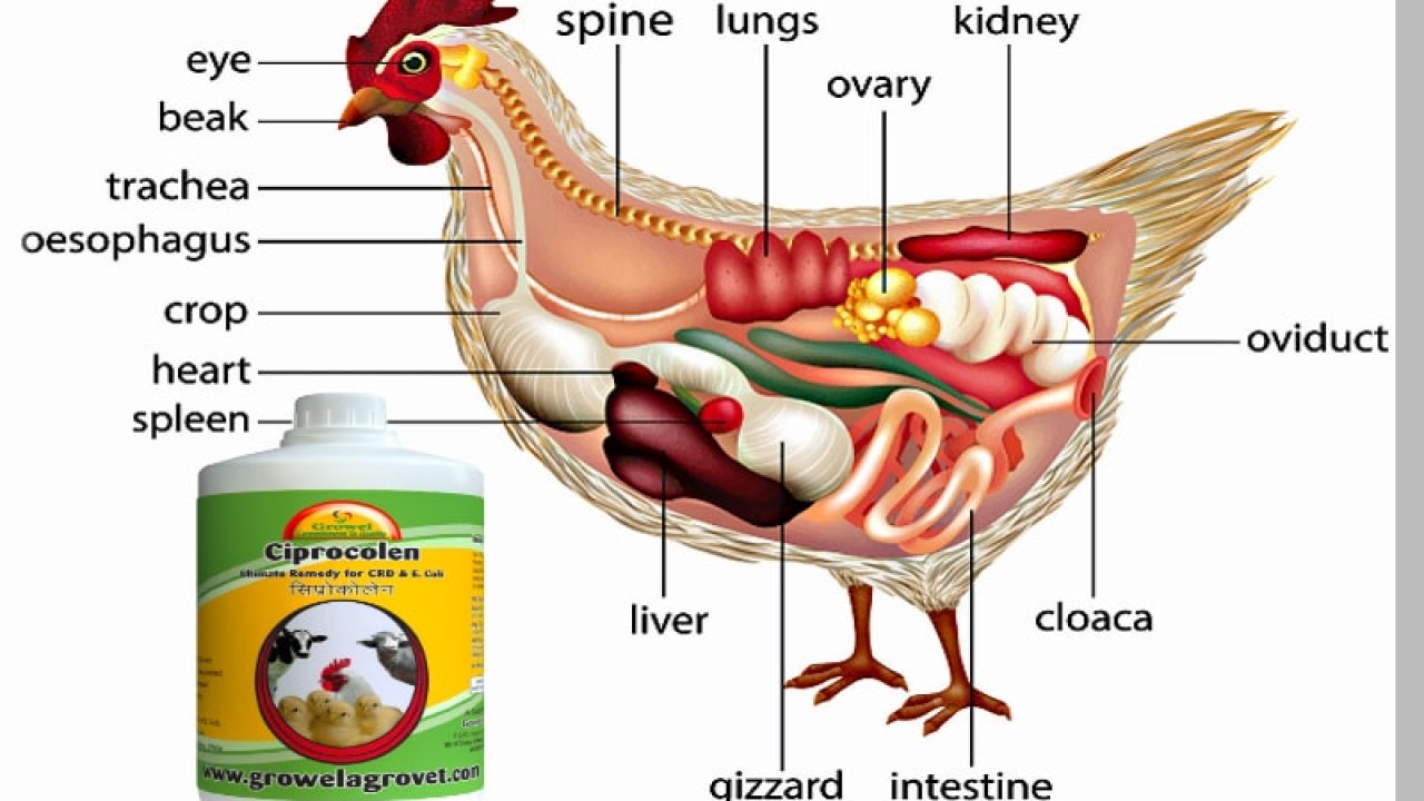 Crd In Poultry Chronic Respiratory Disease Growel Agrovet