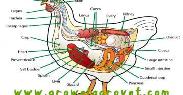 CRD in Poultry- Chronic Respiratory Disease