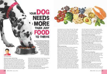 Your Dog Needs More Than Just Food